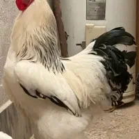 فروش خروس.جوان