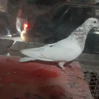 کفتر|پرنده|مشکین‌دشت, |دیوار