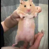 همستر فشن سوری