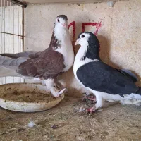 کبوتر های شهرستانی و تهرانی