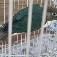گرینچیک تراکویس