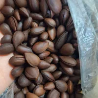 بادام تلخ ۲۰کیلو دارم برای فروش