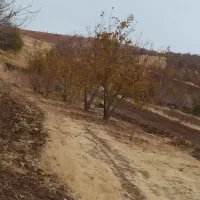 باغ گردو، زرد آلو، هلو و