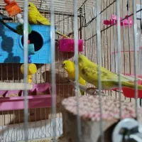 مرغ عشق ۱۱تا|پرنده|شیراز, دروازه قران|دیوار