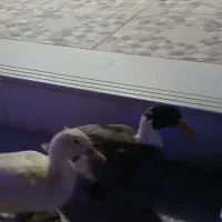 دو عدد اردک|حیوانات مزرعه|جعفرآباد, |دیوار