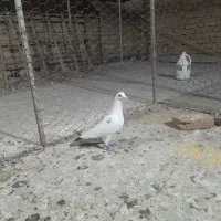 یه سرور دم سفید آس ماده و دو عدد آلمانی|پرنده|گنبد کاووس, |دیوار