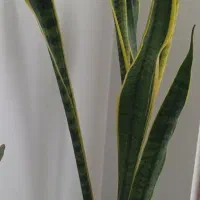 گل طبیعی سانسوریا