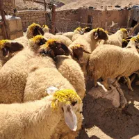 میش۰گوسفند ۰ درجه یک آنتیک|حیوانات مزرعه|زاگرس, |دیوار