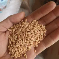 بذر گندم آبی