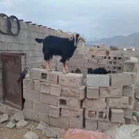 یک جفت کهره و نر ماداه|حیوانات مزرعه|نیریز, |دیوار