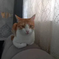 واگذاری گربه|گربه|رشت, شالکو|دیوار