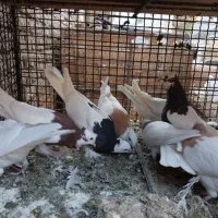 کبوتر فروشی|پرنده|بم, |دیوار