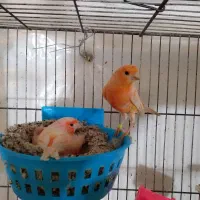 یک جفت قناری روی تخم