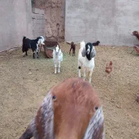 فروشبزغاله|حیوانات مزرعه|طبس, |دیوار