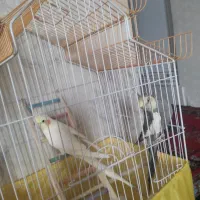 عروس هلندی سخنگو