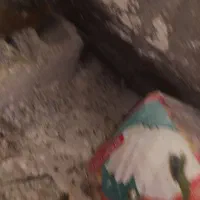 14،عددکبوتر هم پرهم فیت بازی کن دارن