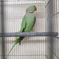 شاه طوطی نر بشرط نطفه