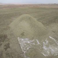 کاه یونجه