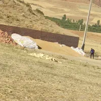 گندم بذر درشت وجون دار