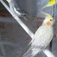 جفت عروس هلندی