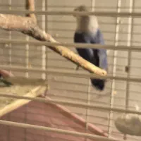 طوطی برزیلی