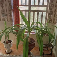 گل طبیعی|گل و گیاه طبیعی|شیراز, شهرک نیروی انتظامی|دیوار