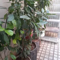 تعدادی درختچه پرتغال ‌پسته‌ لیمو شیرین|گل و گیاه طبیعی|تهران, یاخجی آباد|دیوار
