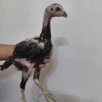 جوجه لاری
