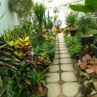 خدمات باغبانی سمپاشی هرس کاری