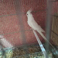 نر البینو جوان یکساله بسیار درشت و استثنایی