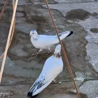 یه جفت کبوتر سرحال