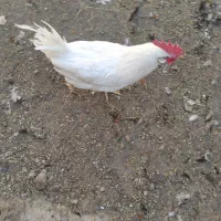 خروس|حیوانات مزرعه|برخوار, |دیوار