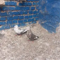 پرنده رنگی پلاکی|پرنده|اهواز, اسلام آباد غربی|دیوار