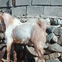 چپش گلابی|حیوانات مزرعه|رابر, |دیوار