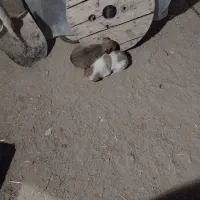 توله سگ نژاد افغان