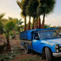 آقای پالم تهران همیشه سبز|گل و گیاه طبیعی|تهران, دربند|دیوار