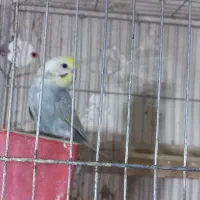 مرغ عشق رنگین کمانی|پرنده|مشگین شهر, |دیوار