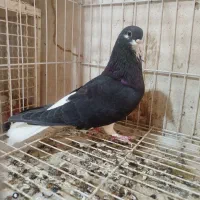 خوشرنگ|پرنده|اهرم, |دیوار