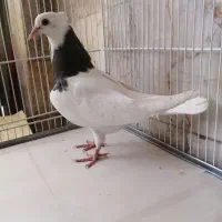 کفتر نر جوجه طوقی مشکی کاکلی نر مقبول ۲۰۰ ت