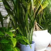 گل سنسوریا ( شمشیری )|گل و گیاه طبیعی|خرمآباد, |دیوار