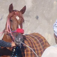 اسب