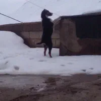 توله سگ|سگ|فیروزه, |دیوار