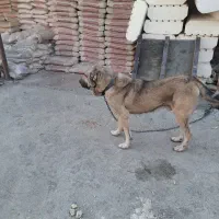 سگ عراقی نر ۲ساله|سگ|شبستر, |دیوار