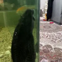 گربه ماهی بزرگ|ماهی|مشهد, عبادی|دیوار