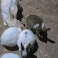 فروش بچه خرگوش