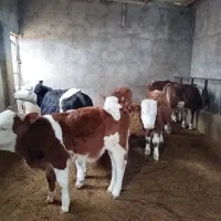 11راس سمینتال درجه یک|حیوانات مزرعه|رامند, |دیوار