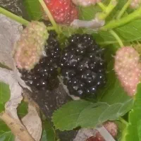 توت سیاه، و کنار