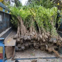 ترون بلند وپر ریشه|گل و گیاه طبیعی|مشکین‌دشت, |دیوار