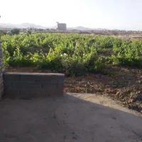 باغ انگور(۲۰۰۰متر)سند تک برگ|فروش دفتر صنعتی، کشاورزی، تجاری|تاکستان, |دیوار