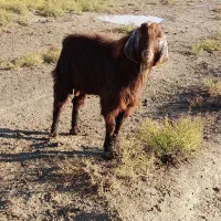 دو عدد بز نر